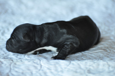 Les chiots de Terrier Tibetain