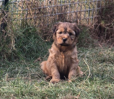 Les chiots de Terrier Tibetain