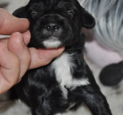 Les chiots de Terrier Tibetain