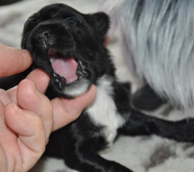 Les chiots de Terrier Tibetain