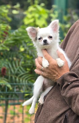 Les chiots de Chihuahua