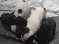 Terrier tibetain - de Ling Dechen