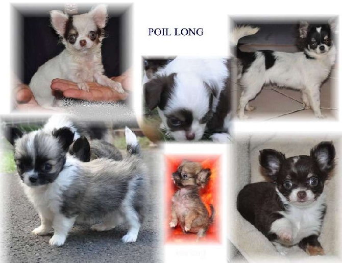 Accueil Elevage De Ling Dechen Eleveur De Chiens Chihuahua