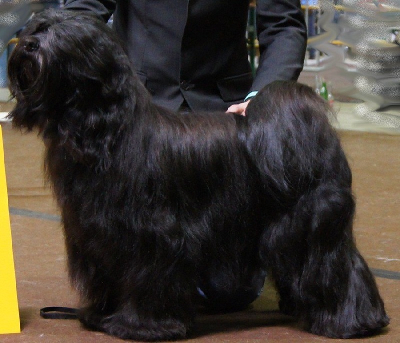 CH. Darweshen-lamleh of Wamil Ajendra - CACIB CAC BOB