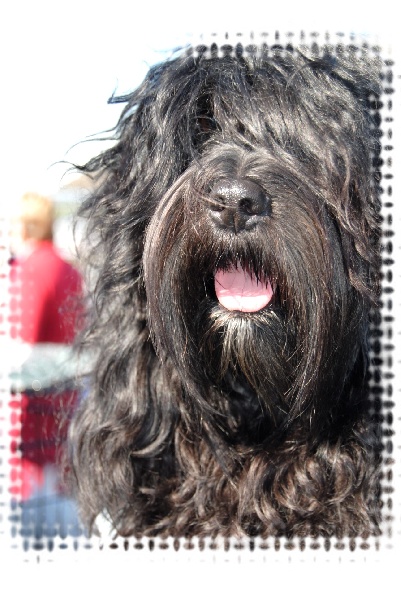 CH. Darweshen-lamleh of Wamil Ajendra - CACS 1er excellent