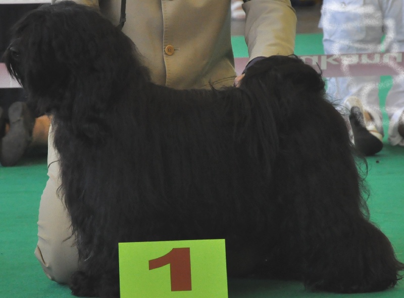 CH. Darweshen-lamleh of Wamil Ajendra - 1er excellent RCAS