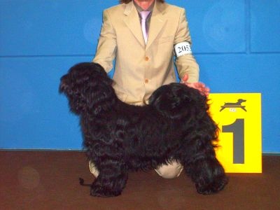 CH. Darweshen-lamleh of Wamil Ajendra - CACIB-CACS