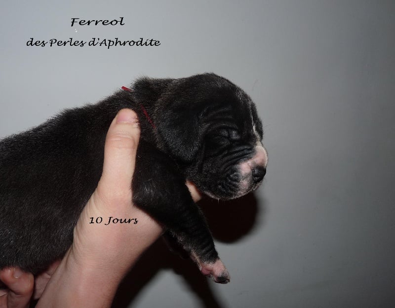 Ferreol des perles d'Aphrodite