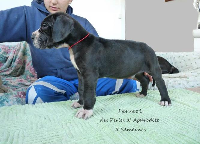 Ferreol des perles d'Aphrodite