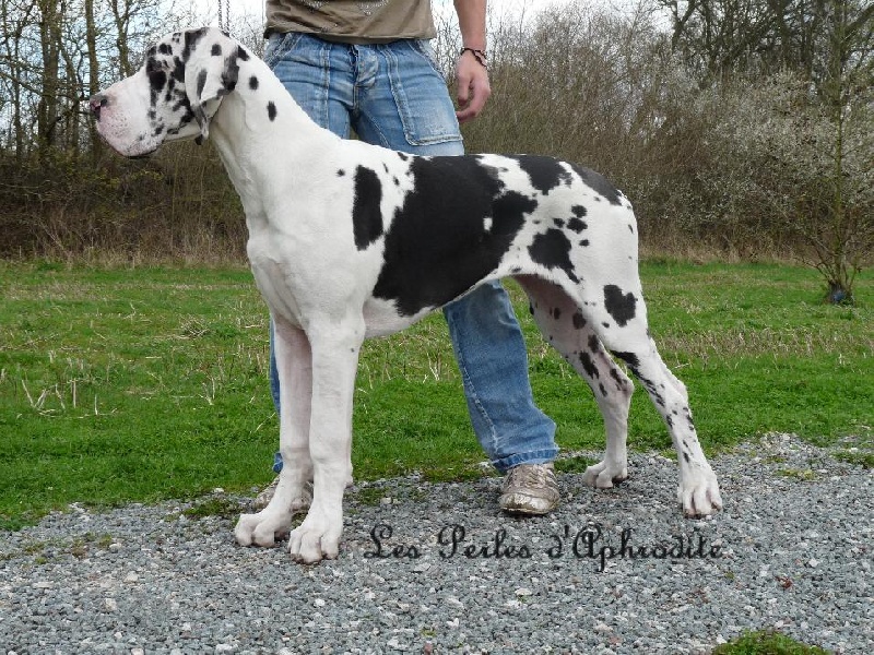 Egérie des perles d'Aphrodite