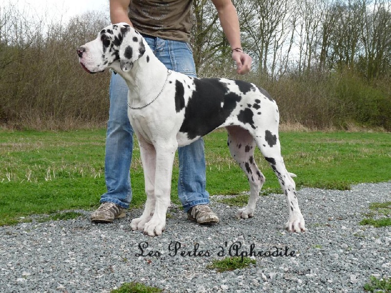 Egérie des perles d'Aphrodite