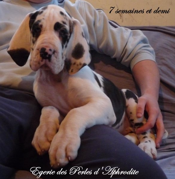 Egérie des perles d'Aphrodite