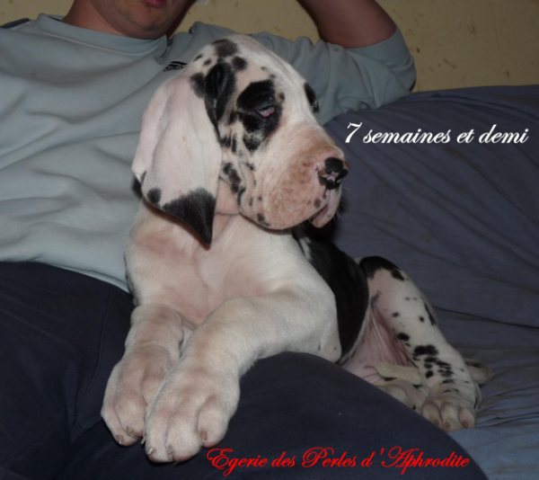 Egérie des perles d'Aphrodite