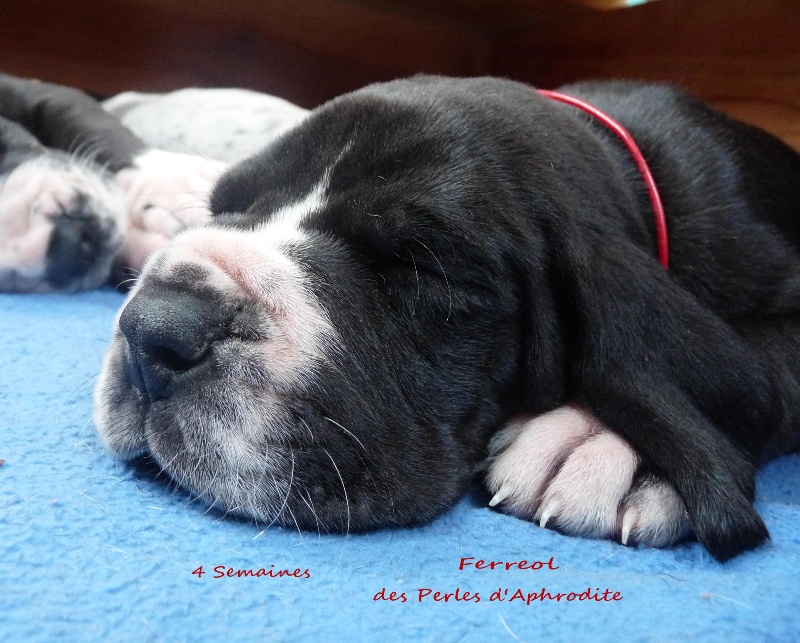 Ferreol des perles d'Aphrodite