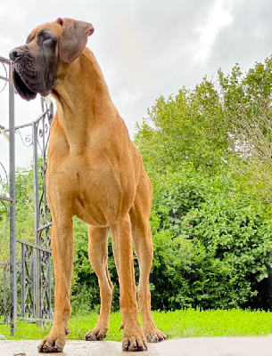 Étalon Dogue allemand - CH. Schostakovitch d'Iskandar