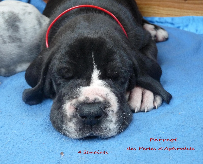 Ferreol des perles d'Aphrodite