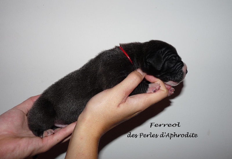 Ferreol des perles d'Aphrodite