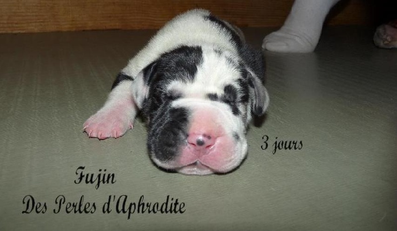 Fujin des perles d'Aphrodite