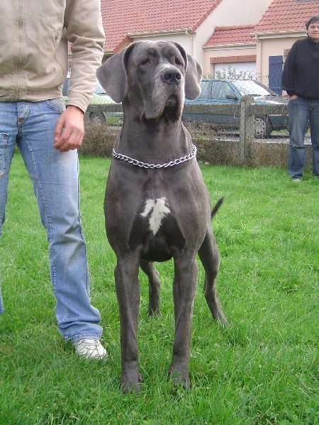 CH. Josefine Vom haus wagner - 2eme Excellent Classe intermédiaire