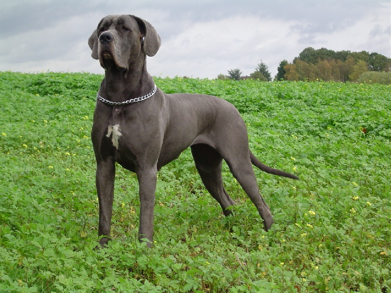 CH. Josefine Vom haus wagner - 1er Excellent + JCAC + Meilleure Jeune