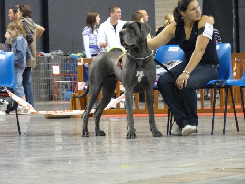 CH. Josefine Vom haus wagner - 1er Ex cl ouverte + CAC