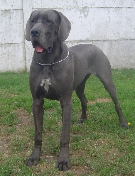 CH. Josefine Vom haus wagner - 1er Exc Classe jeune