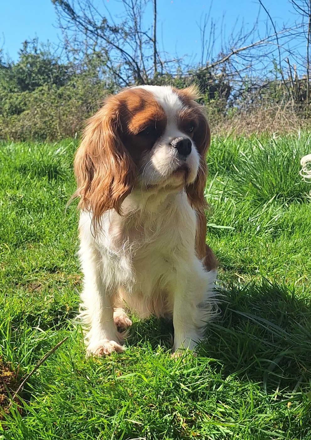 Publication : du Jardin des Mahonias Auteur : Marie-Hélène CHEVALIER