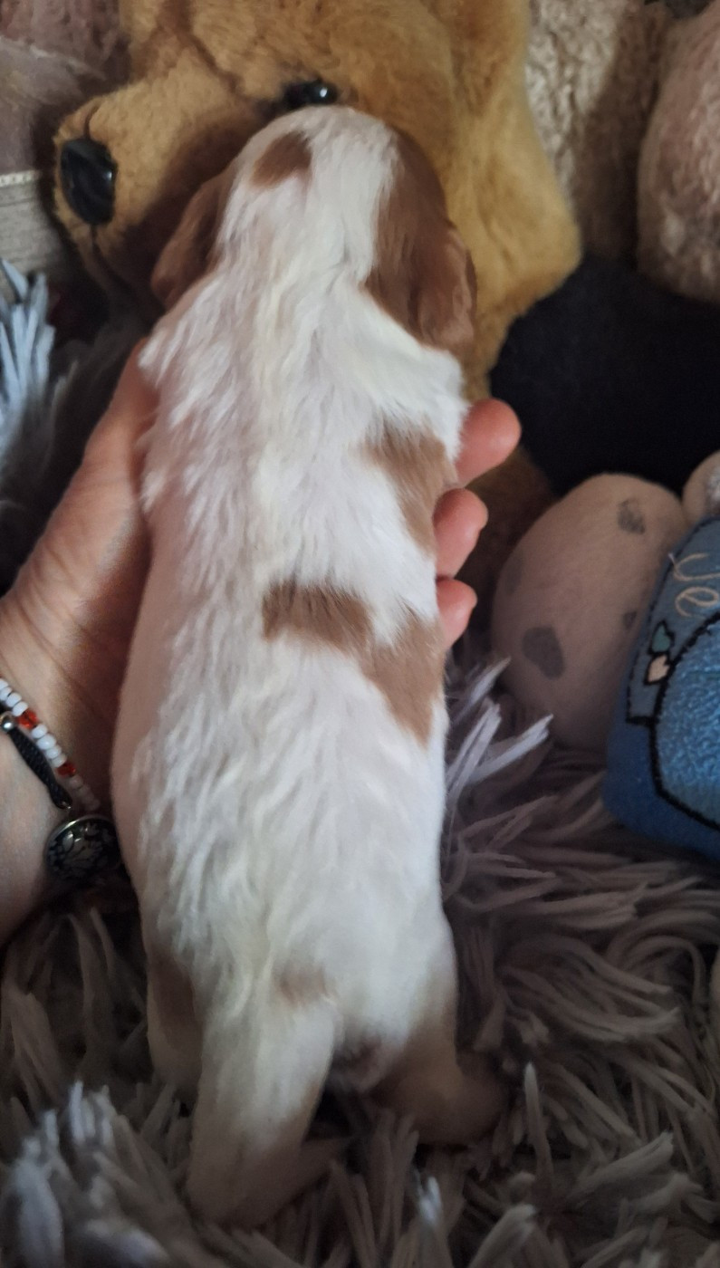Biscuit