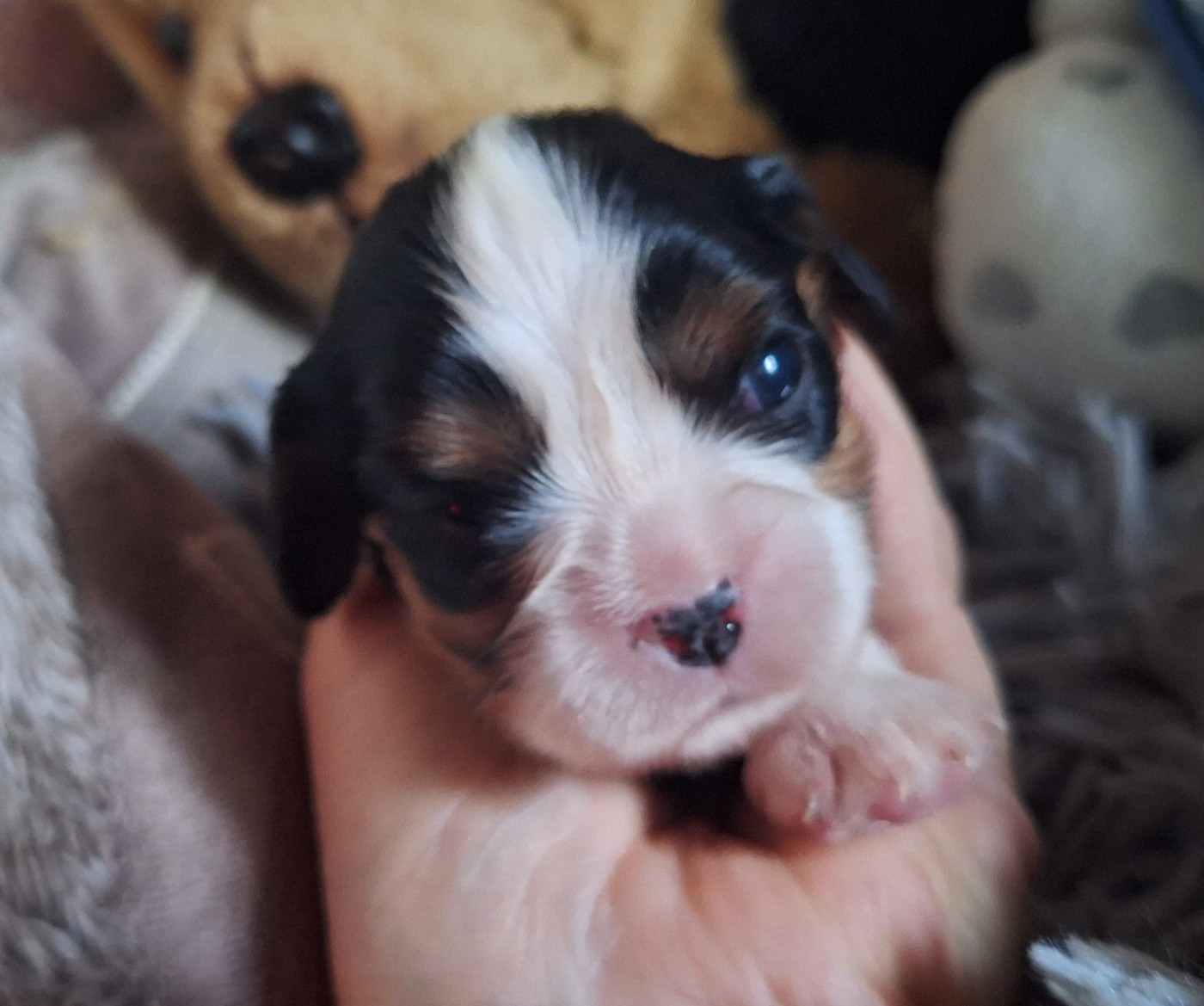 CHIOT 5