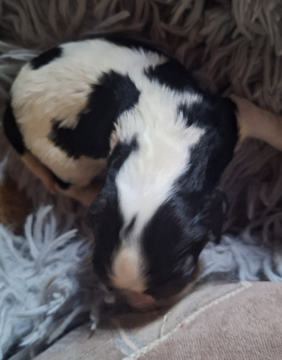 CHIOT 5
