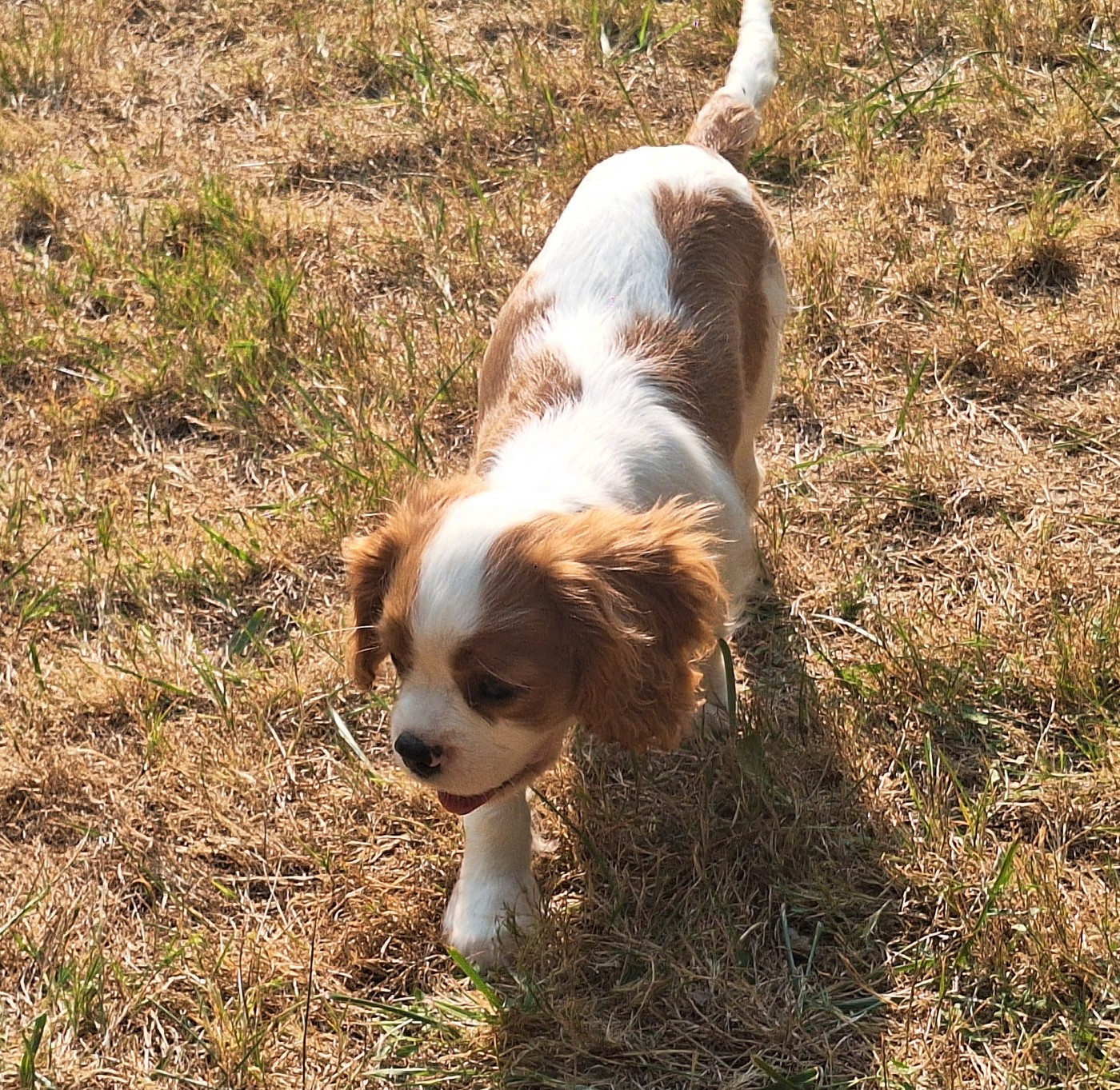 Bradley