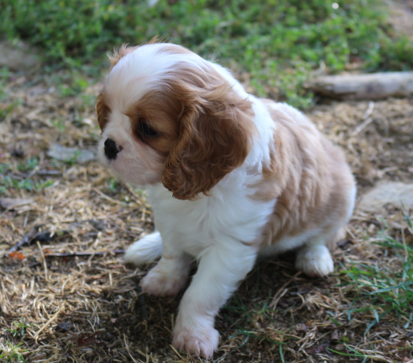 Bucky