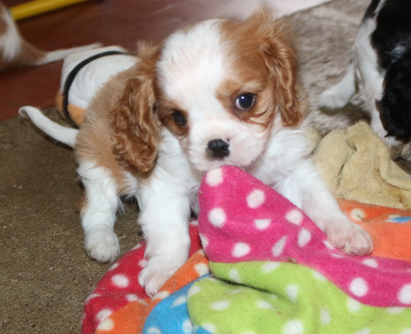 Bucky