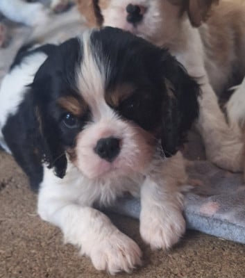 Les chiots de Cavalier King Charles Spaniel