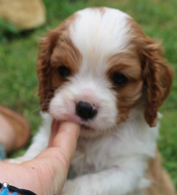 Les chiots de Cavalier King Charles Spaniel