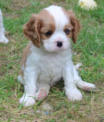 Les chiots de Cavalier King Charles Spaniel