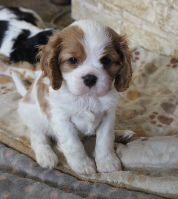 Les chiots de Cavalier King Charles Spaniel