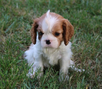 Les chiots de Cavalier King Charles Spaniel