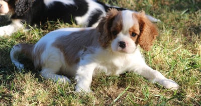 Les chiots de Cavalier King Charles Spaniel