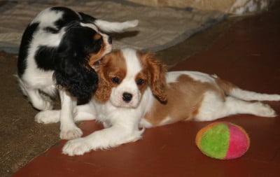 Les chiots de Cavalier King Charles Spaniel