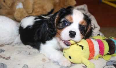 Les chiots de Cavalier King Charles Spaniel