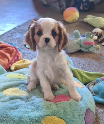Les chiots de Cavalier King Charles Spaniel