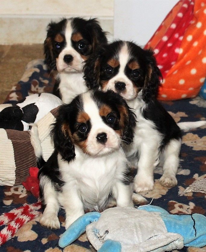 du Jardin des Mahonias - Cavalier King Charles Spaniel - Portée née le 28/08/2018