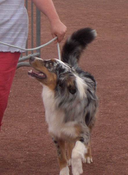 Calypso de la vallée rocheuse - tres prometteur