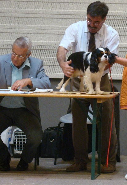 Don diego (Sans Affixe) - 1ER EXCELLENT CACS