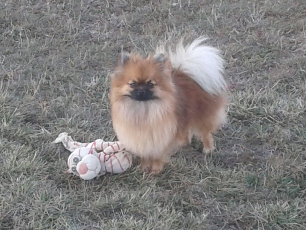 Publication : de la Générade Auteur : loubaresse