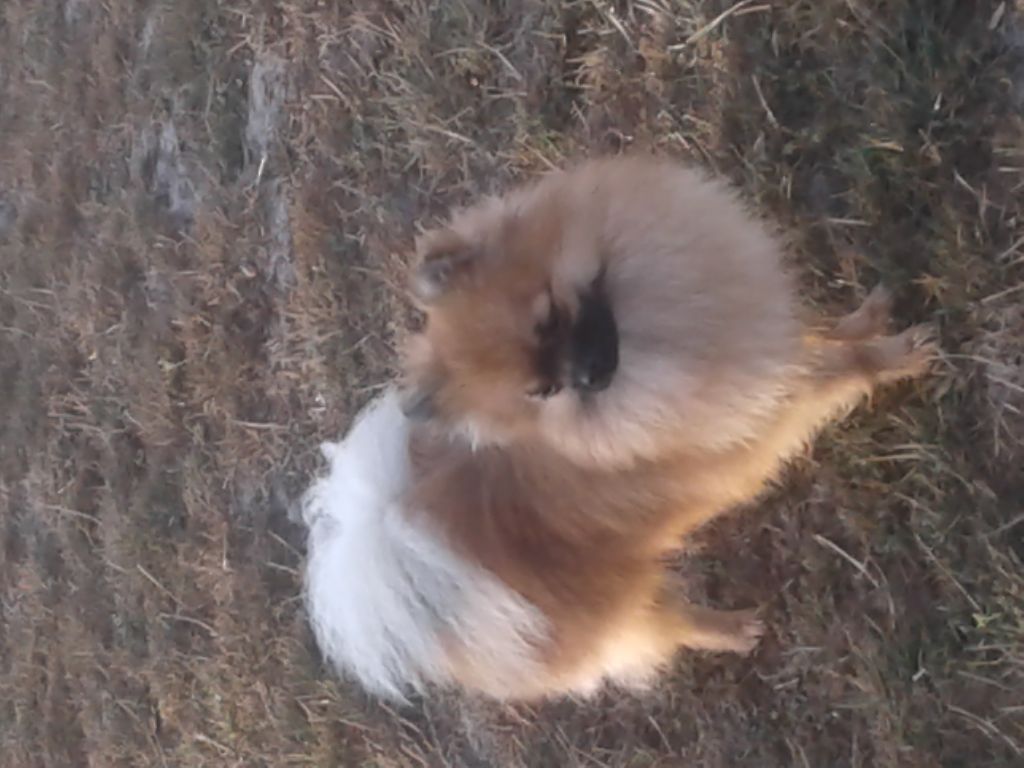 Publication : de la Générade Auteur : loubaresse