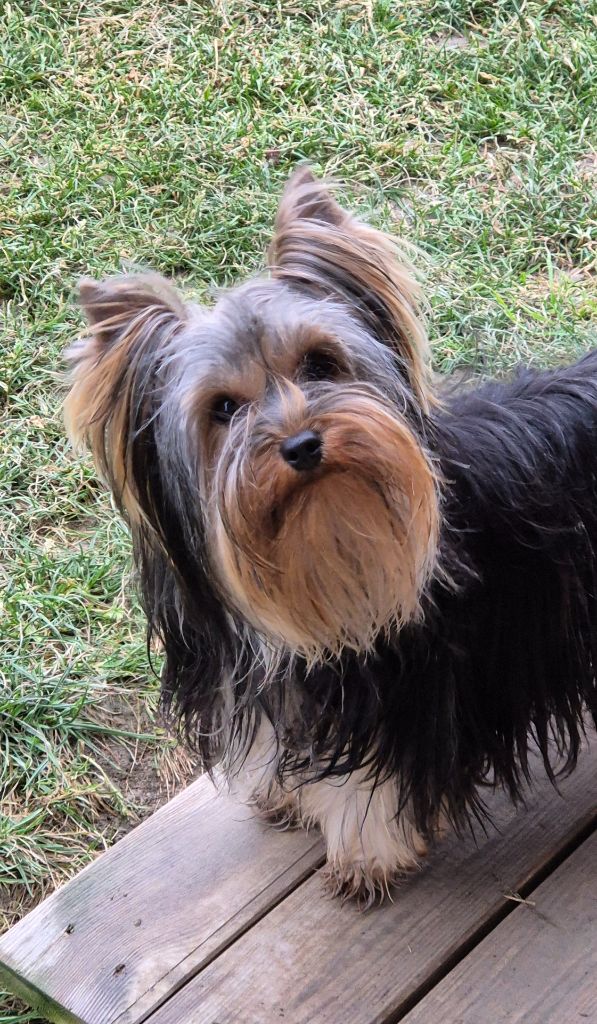 Vectra de la Générade