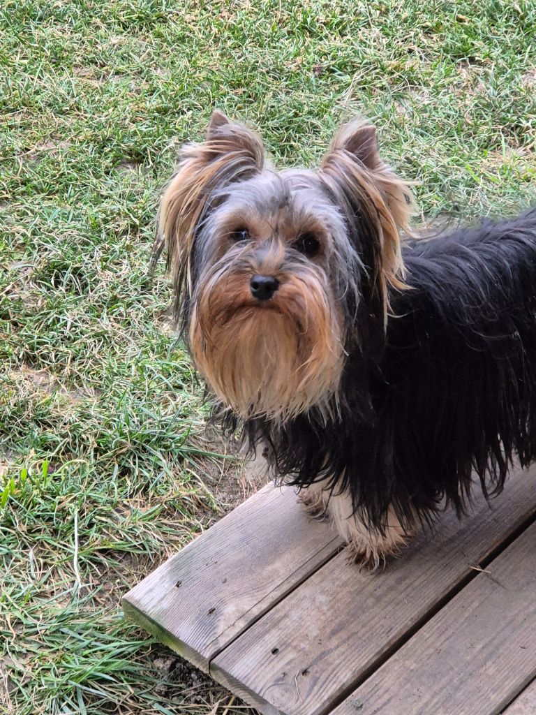 Vectra de la Générade