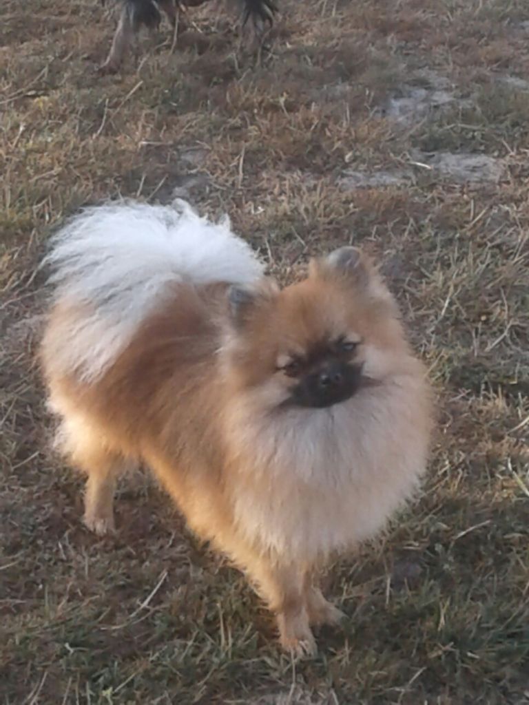 Publication : de la Générade Auteur : loubaresse